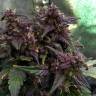 купить семена конопли Auto Bloody Skunk feminised Sweet Seeds