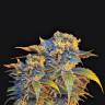 семена сортовой конопли Colombian Sweet feminised VIP Seeds