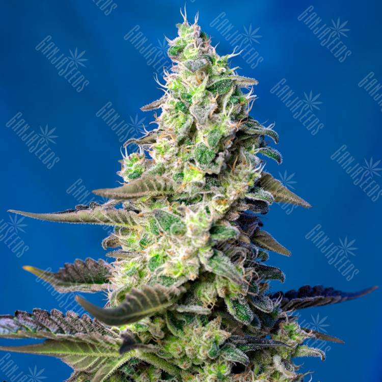 Семки Green Poison feminised Ganja Seeds