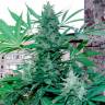 Семки Green Poison feminised Ganja Seeds заказать