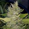 Семки Green Poison feminised Ganja Seeds купить недорого