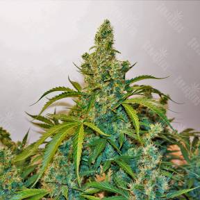 Auto Blue Kush feminised Ganja Seeds