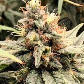Auto Mandarine feminised Ganja Seeds