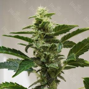 Auto AK feminised RuSeeds