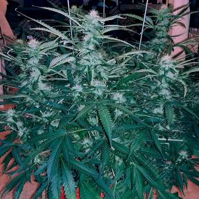 Chuck Chuck feminised Bang Seeds