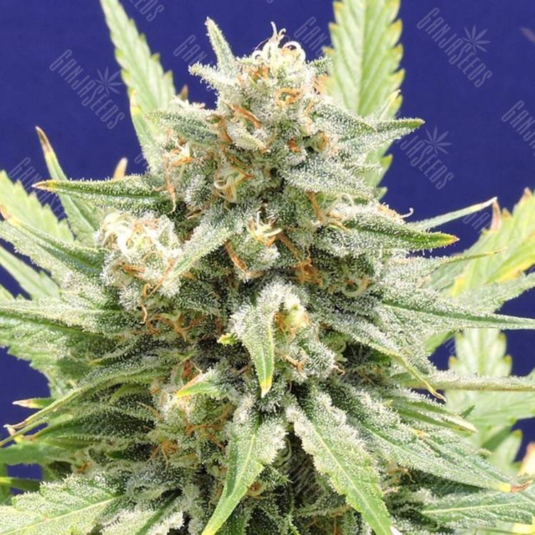 Auto Fruity Jack regular Ganja Seeds