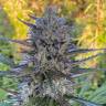 Auto Fruity Jack regular Ganja Seeds