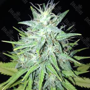 Tutankhamon regular Ganja Seeds