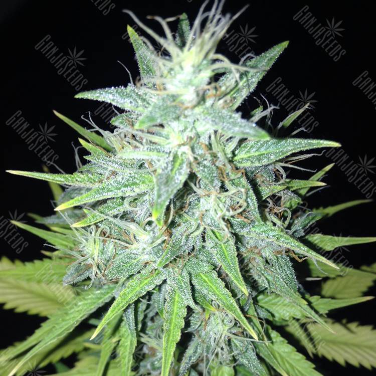 семена конопли f1 в оригинальной упаковке Tutankhamon regular Ganja Seeds