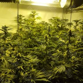 Cookies Kush feminised Barneys Farm