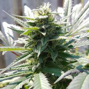 Kiss (Queso) feminised Kannabia Seeds