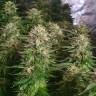 семена конопли недорого Auto Kryptonite feminised Pyramid Seeds