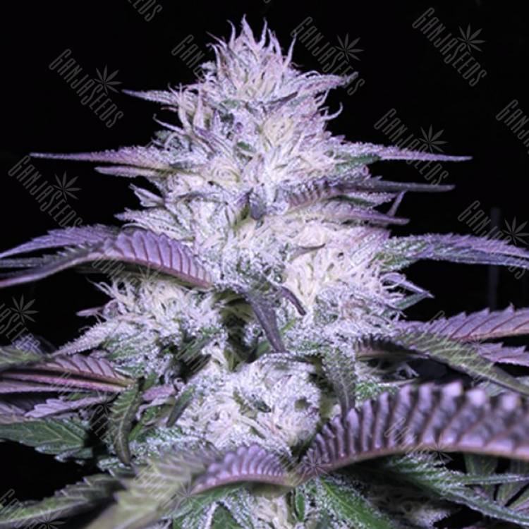 семена конопли феминизированные Currant Kush feminised VIP Seeds