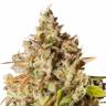 Семена конопли Auto Royal Gorilla feminised Ganja Seeds