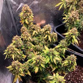 Auto Royal Bluematic feminised Ganja Seeds