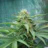 семена конопли для посадки купить Sensi Star feminised