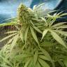 семена конопли курьером Sensi Star feminised