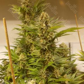 White Widow x Black Domina feminised Ganja Seeds