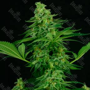 Auto Critical regular Ganja Seeds