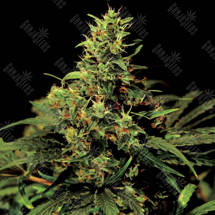 мощные семена конопли Auto Big Bang feminised Green House Seeds