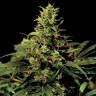 мощные семена конопли Auto Big Bang feminised Green House Seeds