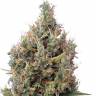 семена конопли автоцвет Auto Big Bang feminised Green House Seeds