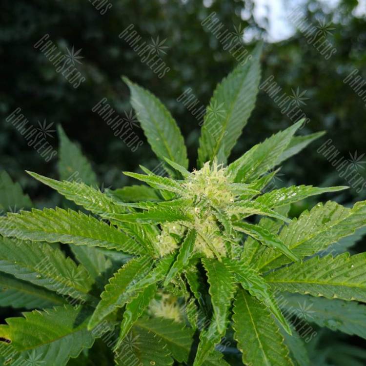 семена конопли с доставкой Crimea Blue feminised Barneys Farm