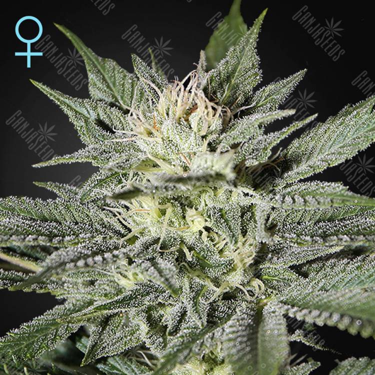семена конопли аутдор King’s Kush CBD feminised Green House Seeds