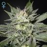 семена конопли аутдор King’s Kush CBD feminised Green House Seeds