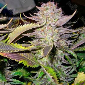 Smile feminised Kannabia Seeds