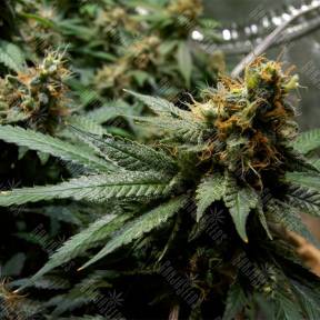 Misty Kush regular Nirvana Seeds