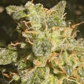 Auto Lennon feminised Pyramid Seeds