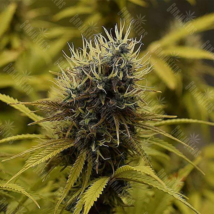 семена конопли аутдор Auto Northern Light feminised Royal Queen