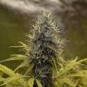 семена конопли в интернете Auto Northern Light feminised Royal Queen