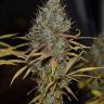семена конопли дешево Auto Northern Light feminised Royal Queen