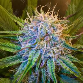 Auto Cream Caramel feminised Sweet Seeds