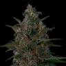 урожайные семена конопли Indian Kush feminised VIP Seeds