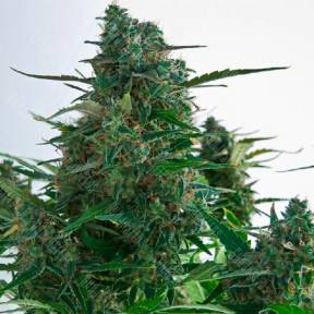 Auto Gagarin 2 feminised Ganja Seeds