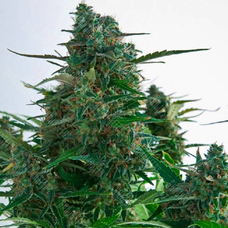 Семена конопли Auto Gagarin 2 feminised Ganja Seeds