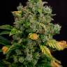 Семена каннабиса Auto Gagarin 2 feminised Ganja Seeds