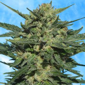Auto White Russian feminised Ganja Seeds