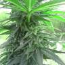 семена конопли дешево Auto Titan regular