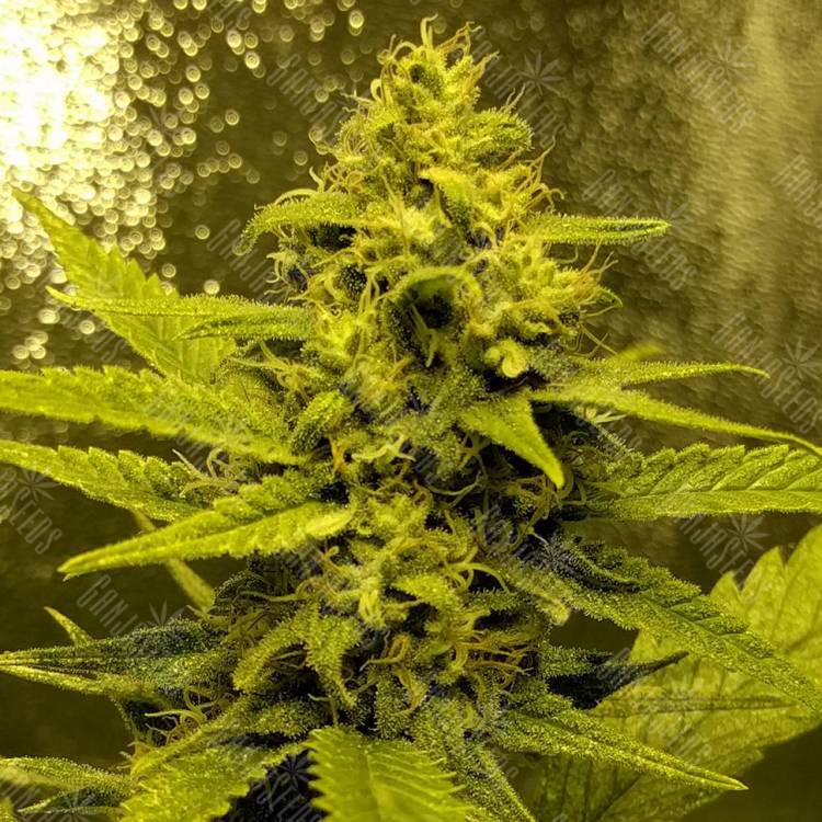 мощные семена конопли Auto Titan regular