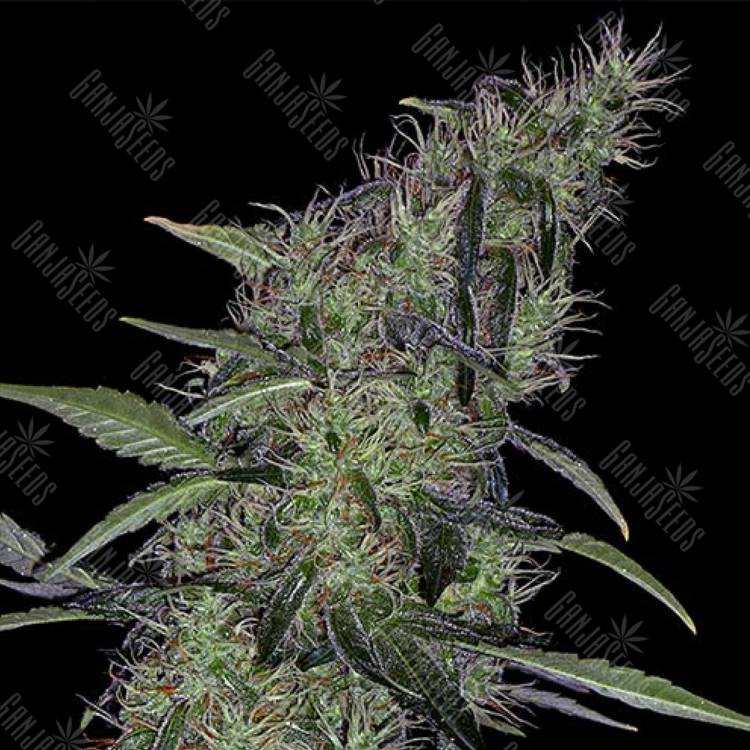 где заказать семена конопли Auto Sweet Tooth x Somango feminised