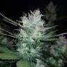 семена конопли Спб Auto Dark Devil feminised