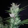 семена конопли Москва Auto Dark Devil feminised