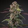 Auto Blackberry Kush feminised Dutch Passion Seeds