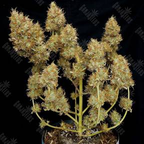 Auto Malana Bomb feminised Ganja Seeds