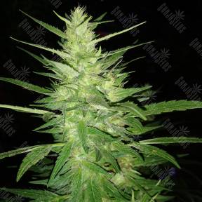 Auto Guerrilla feminised RuSeeds