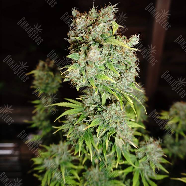 семена конопли f1 в оригинальной упаковке Critical Kush feminised Barneys Farm